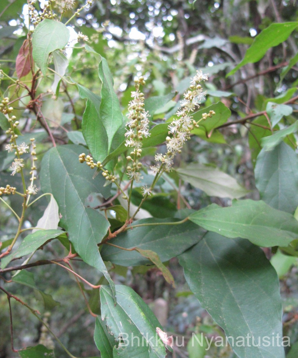 Mallotus philippensis (Lam.) Müll.Arg.